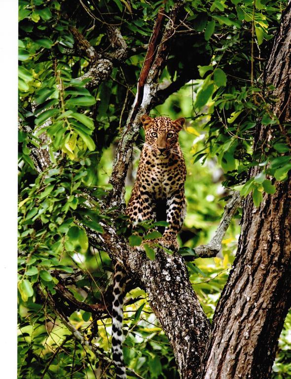 The Windflower Jungle Resort & Spa, Bandipur Bagian luar foto