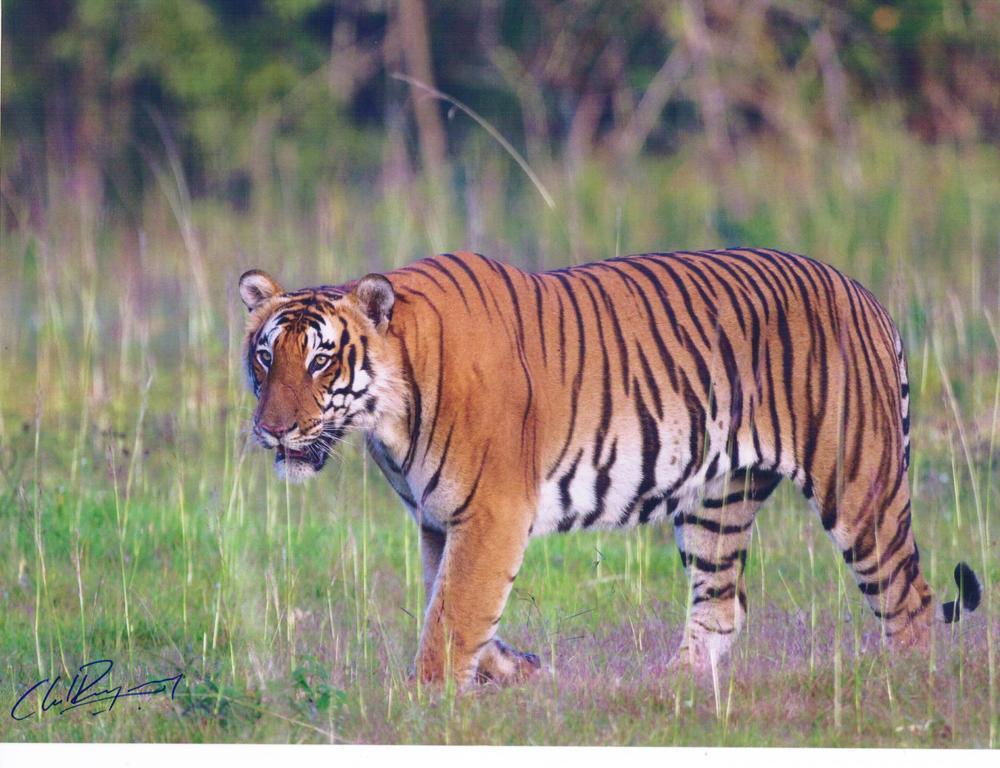 The Windflower Jungle Resort & Spa, Bandipur Bagian luar foto