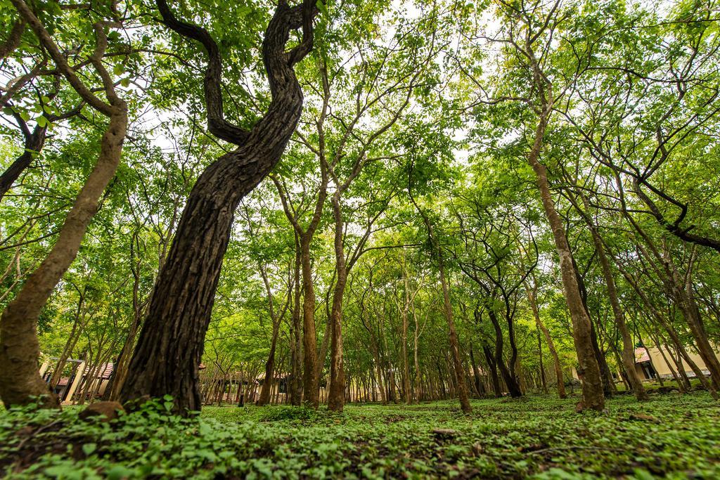 The Windflower Jungle Resort & Spa, Bandipur Bagian luar foto